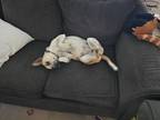 Adopt Luna a Red/Golden/Orange/Chestnut - with White Australian Cattle Dog /