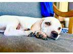 Adopt Perrier a Beagle / Mixed dog in Germantown, OH (41558072)