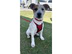 Adopt HUNTER a White - with Red, Golden, Orange or Chestnut Australian Cattle