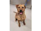 Adopt KHANY a Tan/Yellow/Fawn Chow Chow / Akita / Mixed dog in Fairbanks
