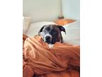Adopt Lou a Brindle - with White Mutt / Mixed dog in East Lansing, MI (41558035)