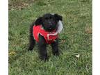 Adopt Evan a Black Labradoodle / Scottie, Scottish Terrier / Mixed dog in