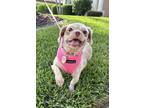 Adopt Ginger a Tan/Yellow/Fawn Shih Tzu / Mixed dog in Cape Coral, FL (41558031)