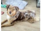 Adopt Fozzy a Brown/Chocolate Australian Shepherd dog in Kelowna, BC (41558062)