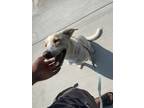 Adopt Dot a White Belgian Shepherd / Labrador Retriever / Mixed dog in Molalla