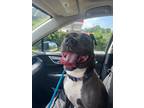 Adopt Indego a Brown/Chocolate American Pit Bull Terrier / Mixed dog in Liberty