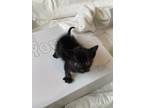 Adopt Prince Eric a All Black Tabby / Mixed (short coat) cat in Ponchatoula