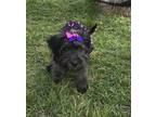 Adopt Brianna a Gray/Silver/Salt & Pepper - with White Goldendoodle / Miniature