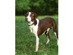 Adopt OTIS a Tan/Yellow/Fawn - with White Pointer / Hound (Unknown Type) / Mixed
