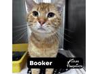 Adopt Booker a Orange or Red Tabby Tabby (short coat) cat in Dallas