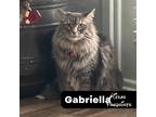 Adopt Gabriella a Tan or Fawn Maine Coon (long coat) cat in Dallas