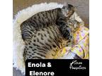 Adopt Enola & Elenore a Spotted Tabby/Leopard Spotted Tabby (short coat) cat in