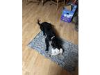 Adopt Sue a Black - with White Labradoodle / German Shorthaired Pointer / Mixed