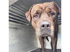 Adopt Duke a Bullmastiff, Mixed Breed
