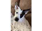 Adopt MisNomer (Nomie) a White - with Black Collie / Mutt / Mixed dog in