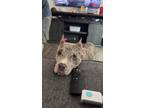 Adopt Ghost a Merle American Pit Bull Terrier / Mixed dog in Lyman