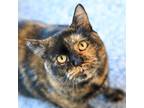 Adopt Oni a Domestic Shorthair / Mixed cat in Golden, CO (41557830)