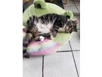 Adopt Gus a Maine Coon / Mixed (long coat) cat in Buena Park, CA (41557810)