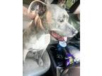 Adopt Stella a Brindle American Pit Bull Terrier / Mixed dog in Rome