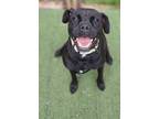 Adopt Ashoka a Black Boxer / Labrador Retriever / Mixed dog in Uwchlan
