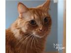 Adopt Pumpkin a Domestic Long Hair