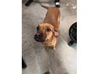 Adopt Dixie a Red/Golden/Orange/Chestnut Labrador Retriever / Bloodhound / Mixed