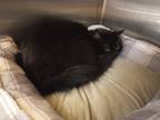 Adopt Bones a Domestic Long Hair
