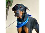 Adopt BENTLEY a Black - with Brown, Red, Golden, Orange or Chestnut Doberman