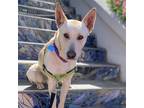 Adopt Riker a Shepherd (Unknown Type) / Mixed dog in Oakland, CA (41557770)