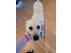 Adopt Faye a Tan/Yellow/Fawn Akita / German Shepherd Dog / Mixed dog in