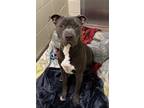 Adopt Thor a Gray/Blue/Silver/Salt & Pepper Pit Bull Terrier / Mixed dog in