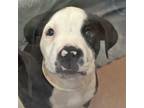 Adopt Jeremy a Pit Bull Terrier / Mixed dog in Walnut Creek, CA (41557636)