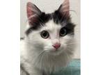 Adopt MooMoo a White Domestic Longhair / Mixed Breed (Medium) / Mixed (short