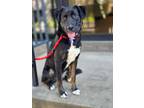 Adopt Miesler a Black - with White Boxer / Australian Shepherd / Mixed dog in St