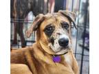 Adopt Michler a Tan/Yellow/Fawn Boxer / Australian Shepherd / Mixed dog in St