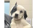 Adopt Oin a Akbash / Mixed dog in Kamloops, BC (41557751)