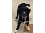 Adopt Jiminy Cricket a Border Collie / Mixed dog in Santa Rosa, CA (41557621)