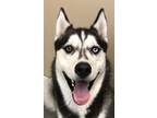 Adopt Kylo a Mixed Breed (Large) / Mixed dog in Spokane Valley, WA (41557606)