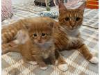 Adopt Honey & Sting a Orange or Red (Mostly) Domestic Mediumhair (medium coat)