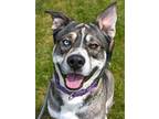 Adopt Ryker (mcas) a Akita / Shepherd (Unknown Type) / Mixed dog in Troutdale
