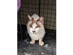Adopt Purrcy a Domestic Medium Hair