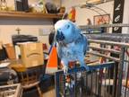 Adopt Pepper a African Grey