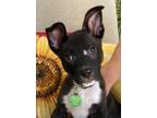 Adopt Jimmy Dean a Black - with White Dutch Shepherd / Mixed Breed (Medium) /
