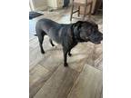 Adopt Rosie a Black Terrier (Unknown Type, Small) / Retriever (Unknown Type) /