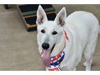 Adopt Pine a Mixed Breed (Large) / Mixed dog in Staten Island, NY (41557560)
