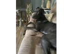 Adopt Buck Owens a Black Great Dane / Boxer / Mixed dog in Jackson