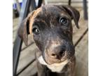 Adopt Mable a Brindle - with White Boxer / Terrier (Unknown Type