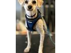Adopt Buddy a Tan/Yellow/Fawn Miniature Poodle dog in Grand Junction