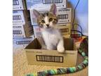 Adopt Gregor a Brown Tabby Domestic Shorthair cat in Tecumseh, MI (41557491)