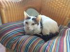 Adopt Abby a Domestic Shorthair / Mixed (short coat) cat in Little Rock
